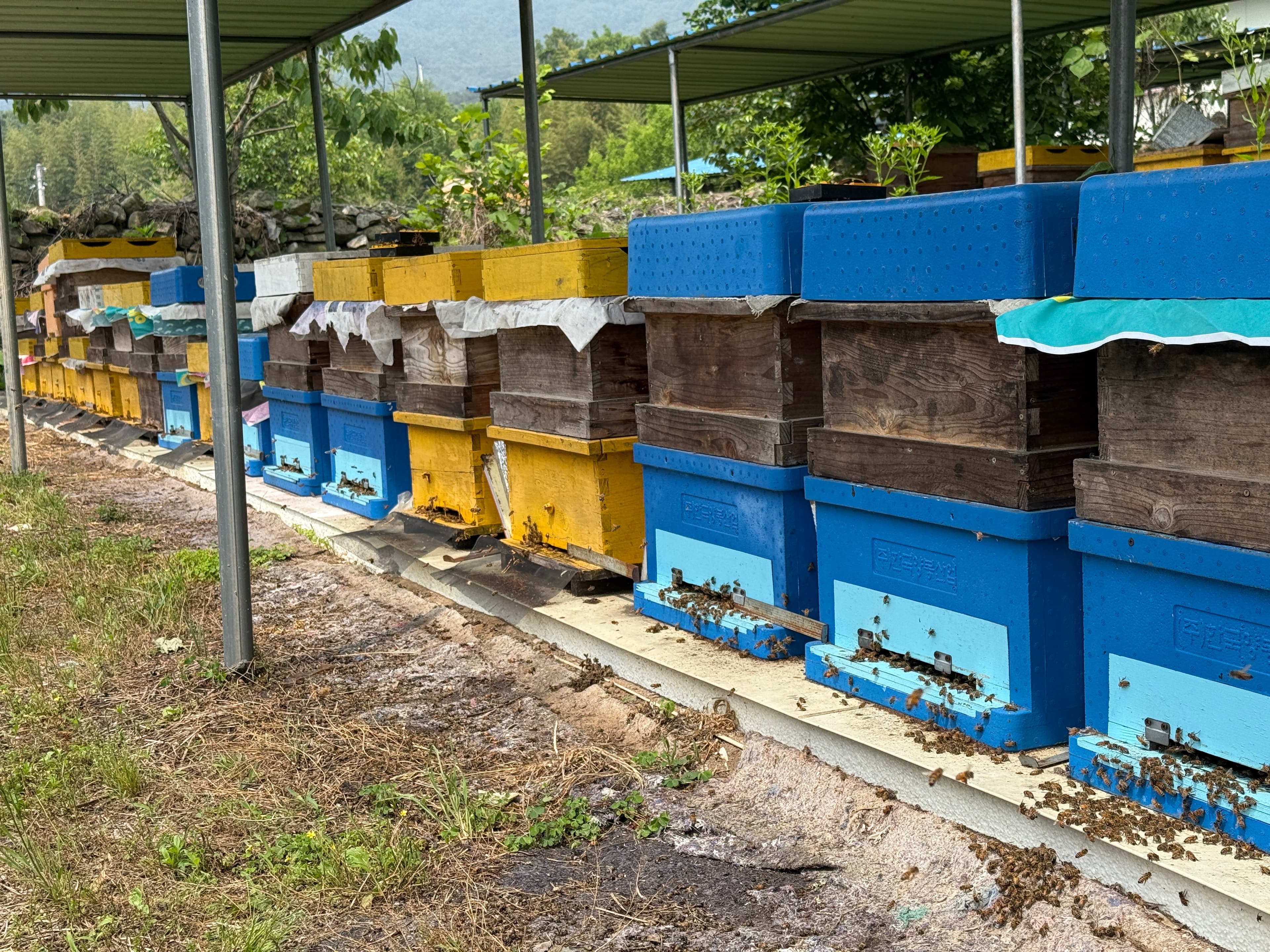 참밀밀양봉원 남원 양봉장 - 국산 천연 벌꿀 생산지