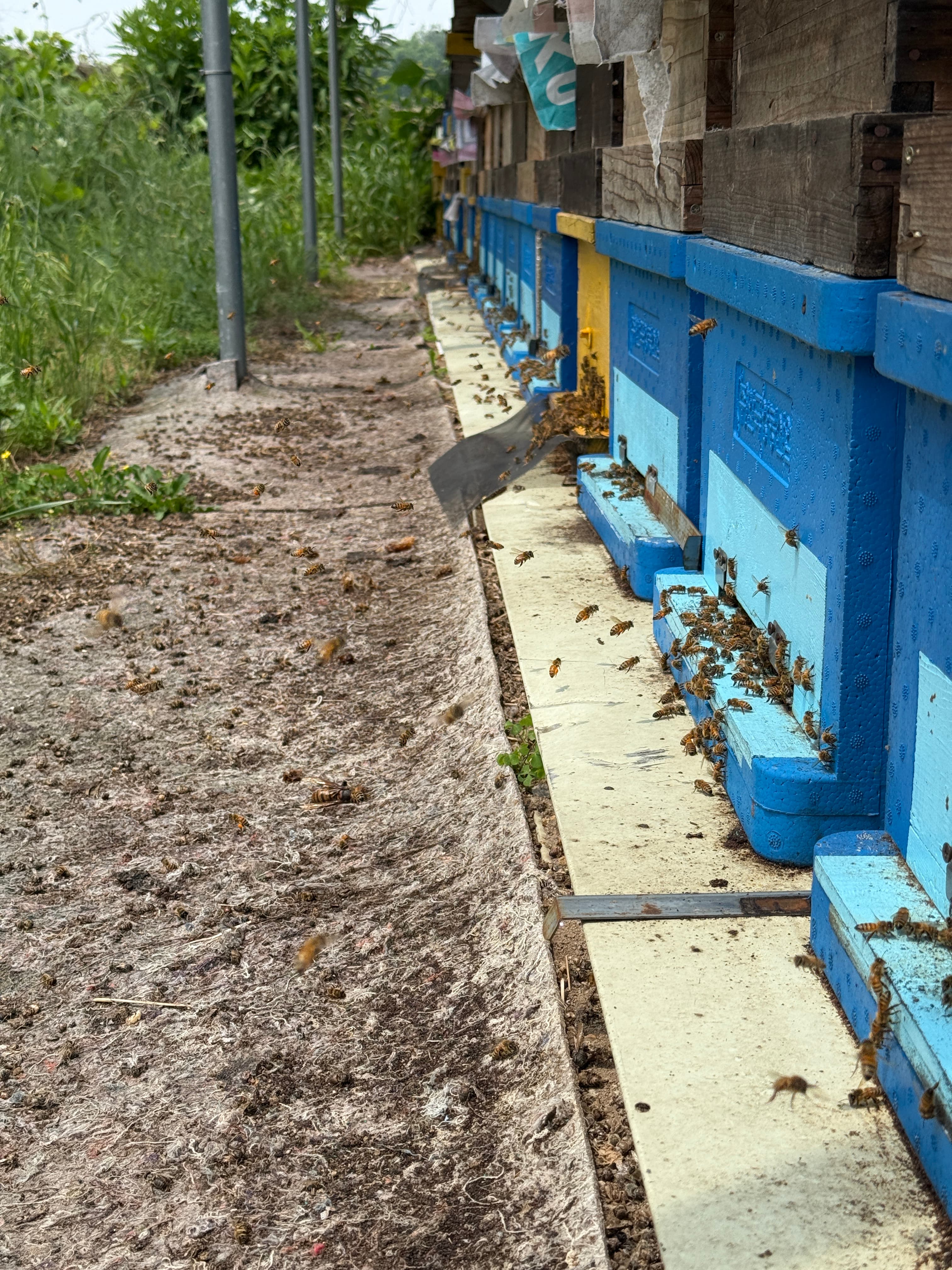 꿀벌 클로즈업 - 건강한 벌이 만드는 천연 벌꿀